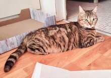 EMMA, Katze, Europäisch Kurzhaar in Amelinghausen - Bild 9