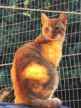 OLLI, Katze, Europäisch Kurzhaar in Spanien - Bild 1