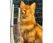 OLLI, Katze, Europäisch Kurzhaar in Spanien - Bild 2