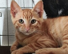 OLLI, Katze, Europäisch Kurzhaar in Spanien - Bild 4