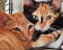 OLLI, Katze, Europäisch Kurzhaar in Spanien - Bild 5