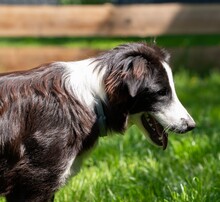 NALA, Hund, Border Collie-Mix in Weilburg - Bild 8
