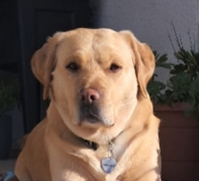 GOR, Hund, Labrador-Golden Retriever-Mix in Portugal - Bild 1