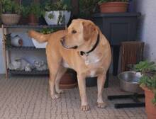 GOR, Hund, Labrador-Golden Retriever-Mix in Portugal - Bild 2