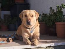 GOR, Hund, Labrador-Golden Retriever-Mix in Portugal - Bild 3