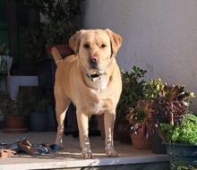 GOR, Hund, Labrador-Golden Retriever-Mix in Portugal - Bild 4