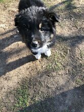 DORLE, Hund, Mischlingshund in Rumänien - Bild 1