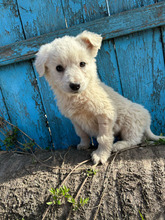 OSKAR, Hund, Mischlingshund in Rumänien - Bild 2