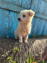 OSKAR, Hund, Mischlingshund in Rumänien - Bild 3