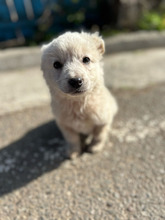 OSKAR, Hund, Mischlingshund in Rumänien - Bild 5
