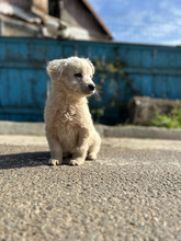 OSKAR, Hund, Mischlingshund in Rumänien - Bild 7