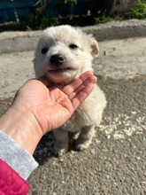 OSKAR, Hund, Mischlingshund in Rumänien - Bild 9