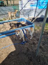 COCO BC05, Hund, Mischlingshund in Essen - Bild 2