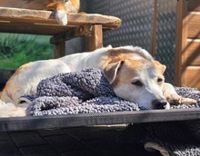 COCO BC05, Hund, Mischlingshund in Essen - Bild 4
