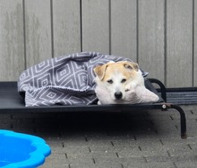 COCO BC05, Hund, Mischlingshund in Essen - Bild 6