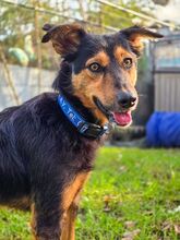 QUEENIE BB20, Hund, Mischlingshund in Essen - Bild 1