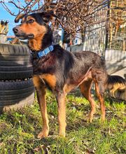 QUEENIE BB20, Hund, Mischlingshund in Essen - Bild 2