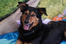 QUEENIE BB20, Hund, Mischlingshund in Essen - Bild 3