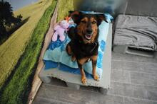 QUEENIE BB20, Hund, Mischlingshund in Essen - Bild 4
