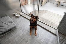 QUEENIE BB20, Hund, Mischlingshund in Essen - Bild 5