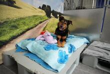 QUEENIE BB20, Hund, Mischlingshund in Essen - Bild 6