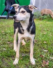 NELLA BB19, Hund, Mischlingshund in Essen - Bild 1