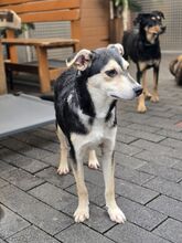 NELLA BB19, Hund, Mischlingshund in Essen - Bild 2