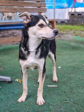NELLA BB19, Hund, Mischlingshund in Essen - Bild 4
