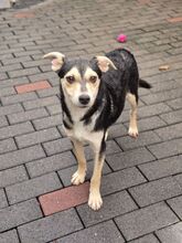 NELLA BB19, Hund, Mischlingshund in Essen - Bild 6