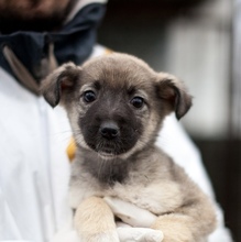 ROSA, Hund, Mischlingshund in Rumänien - Bild 1