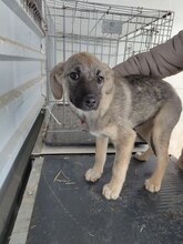 ROSA, Hund, Mischlingshund in Rumänien - Bild 4