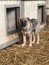 ROSA, Hund, Mischlingshund in Rumänien - Bild 5