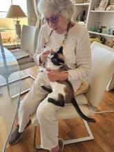 HENRY, Katze, Siam-Mix in Spanien - Bild 2