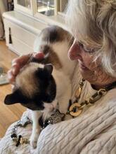 HENRY, Katze, Siam-Mix in Spanien - Bild 3