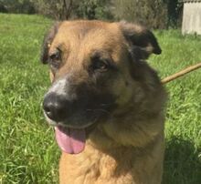 ATHENA, Hund, Mischlingshund in Portugal - Bild 1