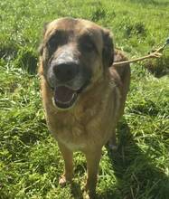 ATHENA, Hund, Mischlingshund in Portugal - Bild 2