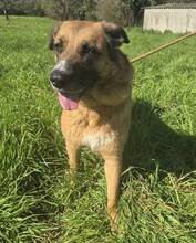 ATHENA, Hund, Mischlingshund in Portugal - Bild 3