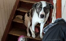 NUCA, Hund, Mischlingshund in Grebenhain - Bild 3
