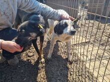 ROMY, Hund, Mischlingshund in Rumänien - Bild 2