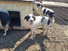 ROMY, Hund, Mischlingshund in Rumänien - Bild 5