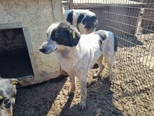 ROMY, Hund, Mischlingshund in Rumänien - Bild 7