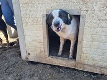 ROMY, Hund, Mischlingshund in Rumänien - Bild 8