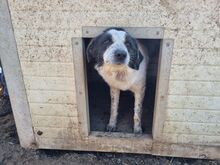 ROMY, Hund, Mischlingshund in Rumänien - Bild 9