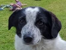 ROMY, Hund, Mischlingshund in Leichlingen - Bild 1
