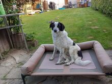 ROMY, Hund, Mischlingshund in Leichlingen - Bild 10