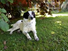 ROMY, Hund, Mischlingshund in Leichlingen - Bild 11