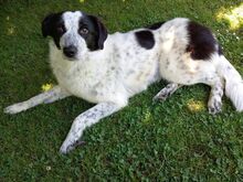 ROMY, Hund, Mischlingshund in Leichlingen - Bild 12