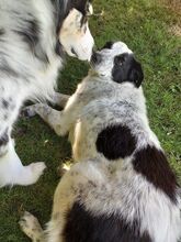 ROMY, Hund, Mischlingshund in Leichlingen - Bild 13