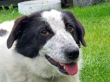 ROMY, Hund, Mischlingshund in Leichlingen - Bild 2