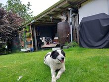 ROMY, Hund, Mischlingshund in Leichlingen - Bild 3